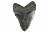 Fossil Megalodon Tooth - + Foot Shark #180868-2